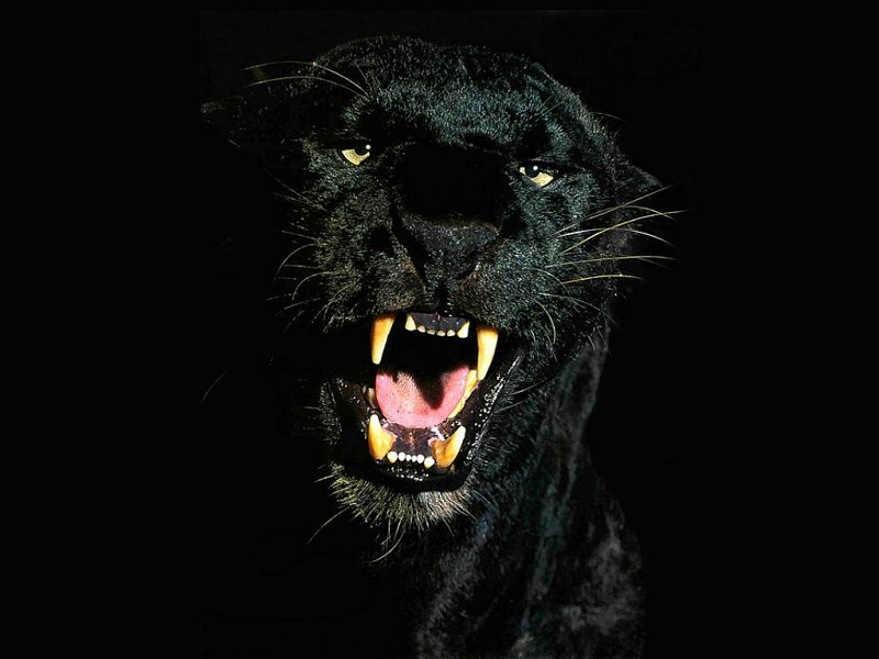 Blackpanther - 43.jpg